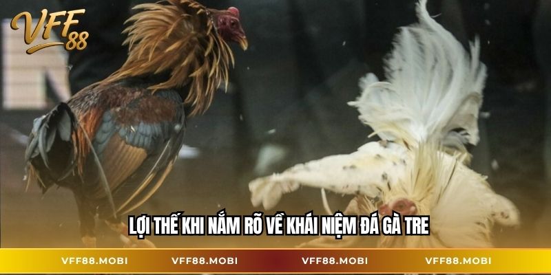 Lợi thế khi nắm rõ về khái niệm đá gà tre